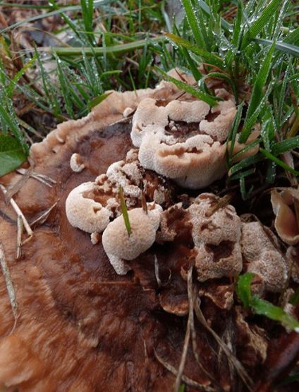 Aberrant growths on upper surface of mature rosette on a shadow oak stump in Pitsea, UK.